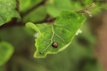 a tiny snail on a leaf