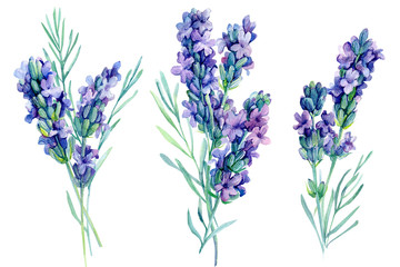 Obraz premium set watercolor lavender flowers illustration on isolated white background
