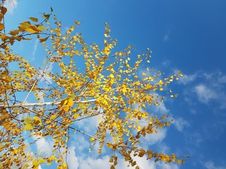 Bright yellow foliage against a clear blue sky with clouds. The fiery colors of a fading nature in the bright rays of the sun. Change of seasons and harvest. Solemn mood. Autumn trees in the park
