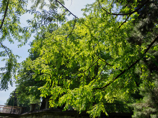 Fototapeta premium Tree in park Salzburg