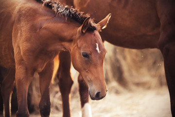 Obraz premium A cute little furry foal of bay color and with a white spot on his forehead, stands near his mother, illuminated by daylight and looks timidly.