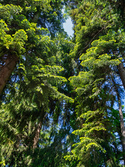 Tree in park Salzburg