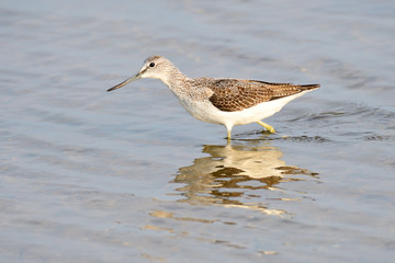 Grünschenkel im Herbst an der Ostsee