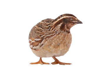 wild quail ( Coturnix coturnix) isolated on a white background