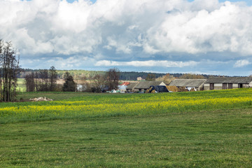 Obraz premium A village among fields and forests.Houses, barns and white pyramids of silage bales.Yellow mustard field and meadow in the foreground.Podlasie,Poland.