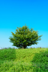 Fototapeta na wymiar 青空に映える緑の木
