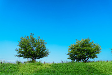 青空に映える緑の木