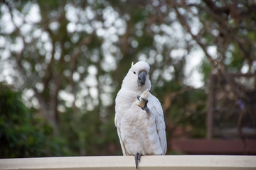 Sulphur-crested cockatoo seating on a fence eating bread. Urban wildlife. Australian backyard...