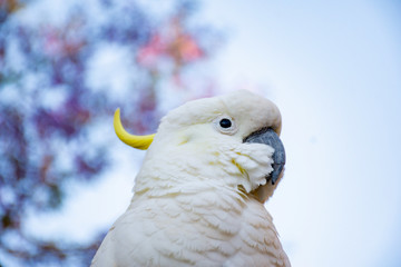 Close up of sulphur-crested cockatoo with purple blooming jacaranda tree on background. Urban...