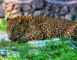 Indian Leopard Drinking Water while resting in grass