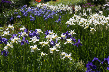 Blue and white iris flowers in the garden on a summer day