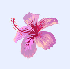 tropical vector flower. card with florar illustration. gift, invitation. pink flower