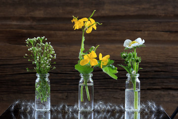wild flowers and herbs