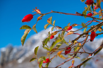 Rosehip and the first snow