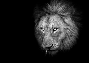 Black and White Male Lion on a black background
