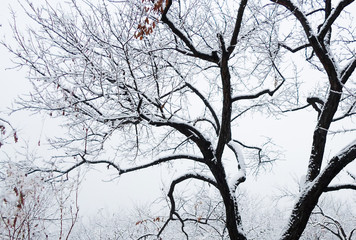 a lot of snow on tree branches in the garden on a winter day