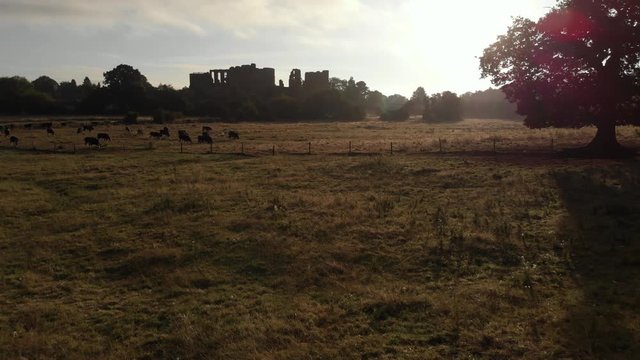 Drone View Flying Over Cows In Field To Castle Ruins In Summer, Atmospheric Light
