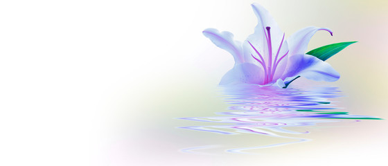 spa con flor y agua reflejada 