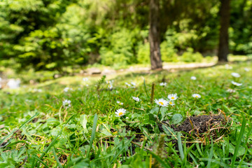 Wild chamomile flowers in the summer forest