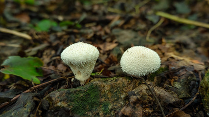 Mushrooms in the forest