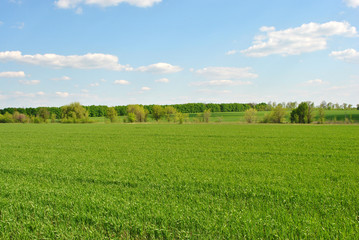 Field of green wheat (rye) rows on the edge of trees line, cloudy sunny sky, spring in Ukraine