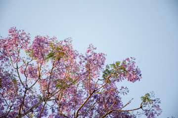 Jacaranda tree in a full bloom with beautiful purple flowers on a blue sky background. Empty space for text input