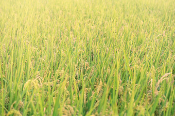 Yellow paddy field swaying over sunset day time in Asia. Raw short grain rice crop stalk, ears detals, organic agriculture farming concept, close up.