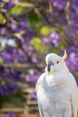 Close up of sulphur-crested cockatoo with purple blooming jacaranda tree on background. Urban...