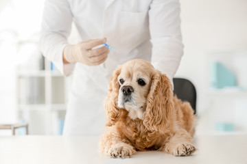 Veterinarian vaccinating cute dog in clinic