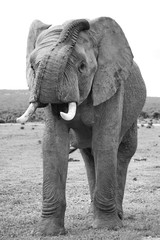 Fototapeta na wymiar Elefant grüßt 960