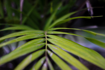 Creative layout made of green leaf. Flat lay.