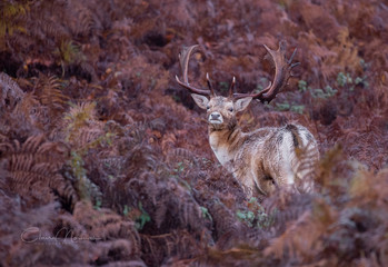 fallow deer in the autumn