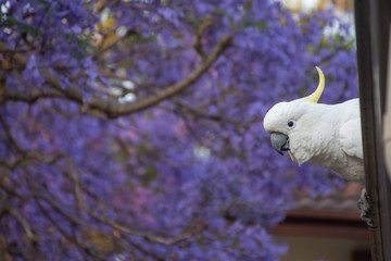 Sulphur-crested cockatoo seating on a roof near beautiful purple blooming jacaranda tree. Urban...