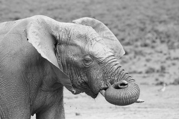 Elefant macht Pause 0308