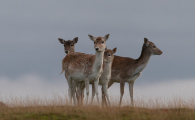 fallow deer in the autumn