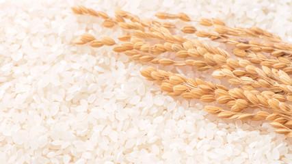 Raw white polished milled edible rice crop on white background in brown bowl, organic agriculture design concept. Staple food of Asia, close up.