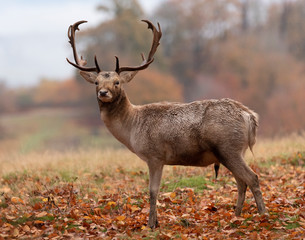 fallow deer in the autumn