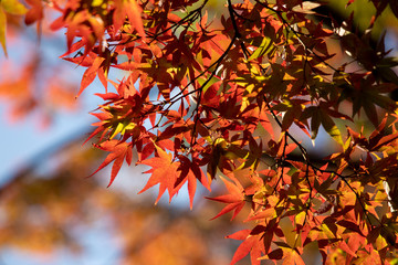京都ぶらり、真如堂でイロハモミジや秋色葉っぱ