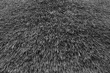 Old straw background. The texture of the old wet thatched roof.