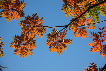 京都ぶらり、真如堂でイロハモミジや秋色葉っぱ