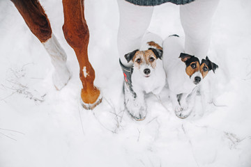 Two jack russell terriers stand on feet of his owner