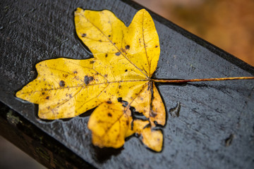 Obraz premium One fallen yellow leaf on wooden bridge fence in autumn