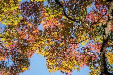 京都ぶらり、真如堂でイロハモミジや秋色葉っぱ