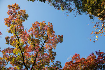 京都ぶらり、真如堂でイロハモミジや秋色葉っぱ