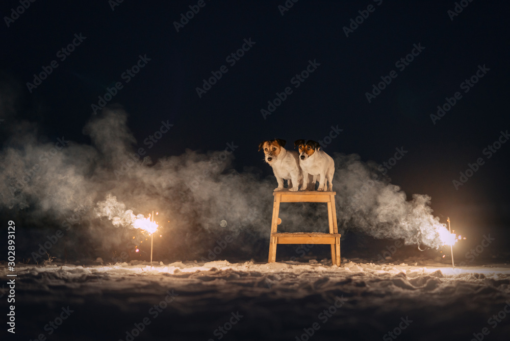 Wall mural two jack russell terriers sitting in the smoke of sparklers