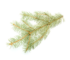 Beautiful fir tree branch on white background