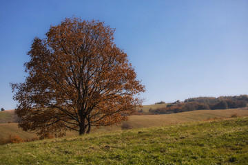 Colorful Autumn Season and Mountain