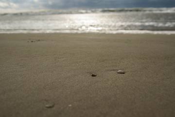 Fototapeta na wymiar shell in sand with water in background