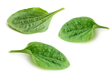 Set of great plantain, plantago major medicinal plant isolated on white background	