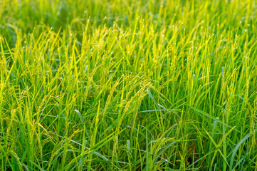 Rice plants that are growing and are producing grains during the harvest season.